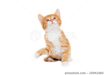 kitten looking 20942860