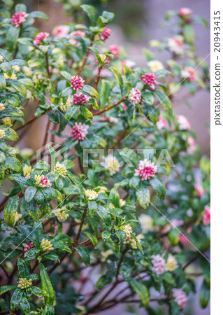 Garden planting 20943415