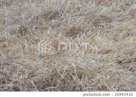 Grassland (dry grass) Grassland (dry grass) 20943416
