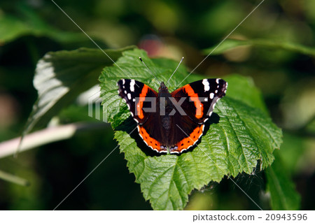 Butterfly Butterfly 20943596