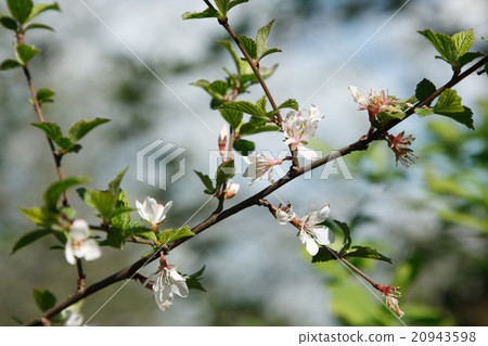 Cherry Tree In Blossom Cherry Tree In Blossom 20943598