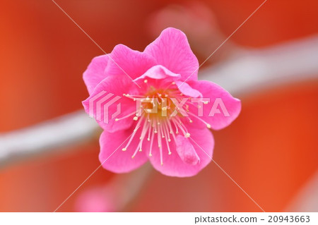 Red Bee Kitano Tenman-myeon Red Bee Kitano Tenman-myeon 20943663