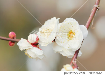 Shiraume Kitano Tenman-myeon 20943664