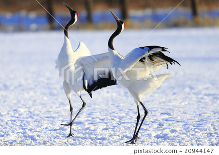 Cranberries 20944147