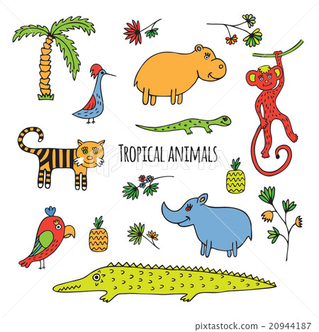 Tropical animals sketch Tropical animals sketch 20944187