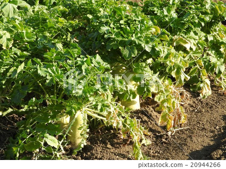 Household vegetable garden from only several tsubo. Why do not you make safe and secure radishes? 20944266