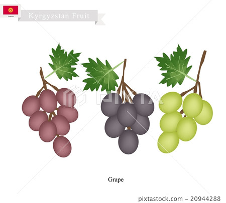 Ripe Grape, A Popular Fruit in Kazakhstan 20944288