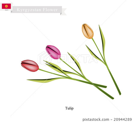 Tulip Flowers, The Popular Flower of Kyrgyzstan Tulip Flowers, The Popular Flower of Kyrgyzstan 20944289
