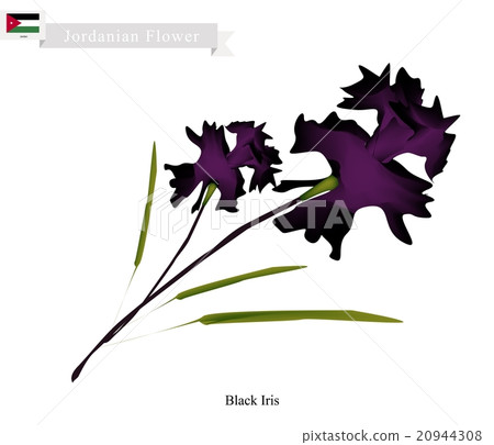 Black Iris, The Popular Flower of Georgia 20944308