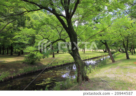 新鮮的綠色Mizumoto公園的水邊 20944587