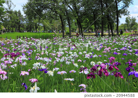 Mizumoto公園的虹膜 Mizumoto公園的虹膜 20944588
