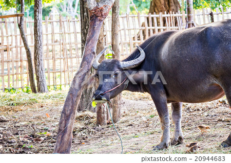 Thai water buffalo head shot 20944683