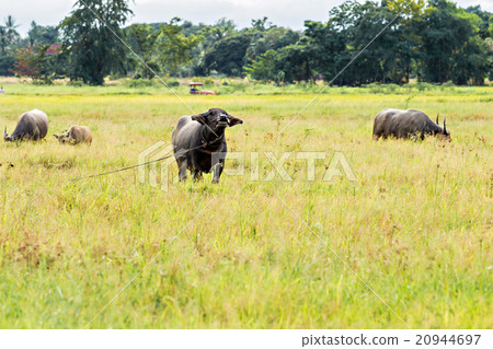 Thai water buffaloes in meadow Thai water buffaloes in meadow 20944697