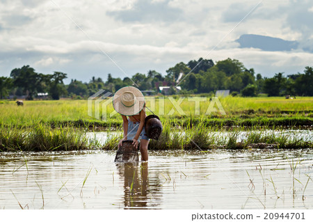 Thai young agriculturist catch fish with a coop 20944701