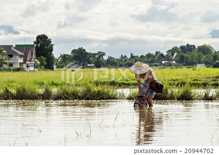 Young agriculturist fishing in swamp by coop 20944702