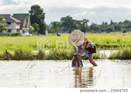 Young agriculturist fishing in swamp by coop 20944703