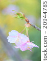 櫻花011 20944785