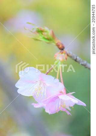 櫻花011 20944785