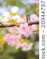 櫻花001 20944797