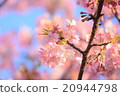 櫻花002 20944798