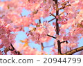 櫻花003 20944799