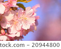 櫻花004 20944800