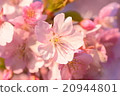 櫻花005 20944801
