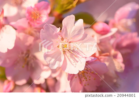 Sakura 005 20944801