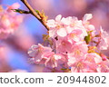 櫻花006 20944802