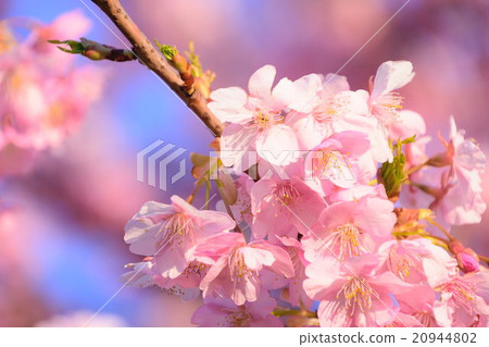 櫻花006 20944802