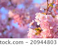 櫻花007 20944803