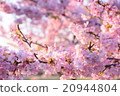 櫻花008 20944804