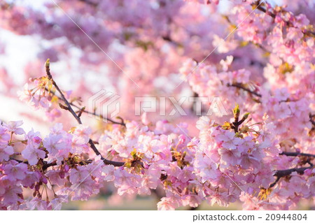 Sakura 008 20944804