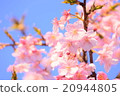 櫻花009 20944805