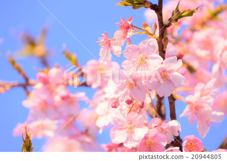 櫻花009 20944805