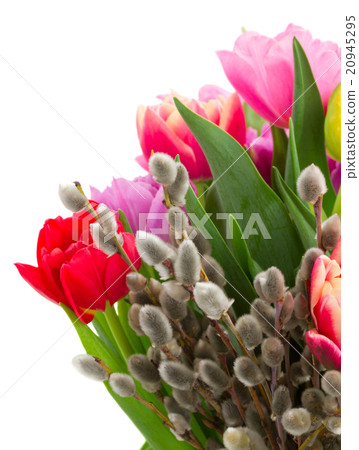 bouquet of pink, purple and red tulips bouquet of pink, purple and red tulips 20945295