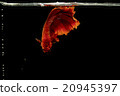 Siamese fighting fish, Betta splendens 20945397