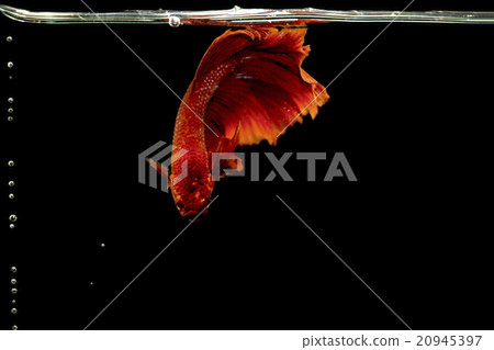 Siamese fighting fish, Betta splendens 20945397