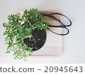 Green bonsai near to the Japanese scissors 20945643