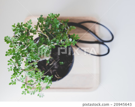 Green bonsai near to the Japanese scissors Green bonsai near to the Japanese scissors 20945643