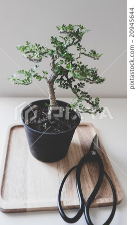 Green bonsai near to the Japanese scissors 20945644