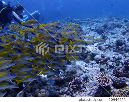 Yosugefudaii swarmed in the sea of Palau Yosugefudaii swarmed in the sea of Palau 20946651