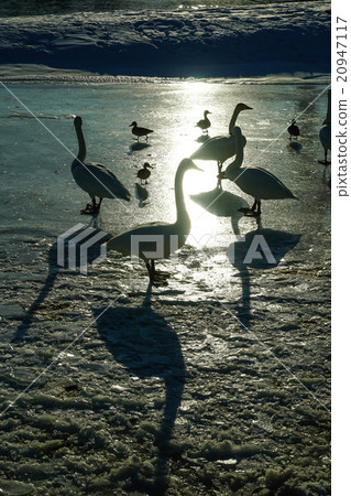 Swan's silhouette (Otofuke-cho) 20947117