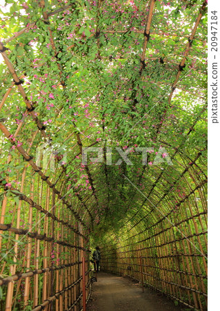 Mukojima Hyakuen Hagi tunnel 20947184