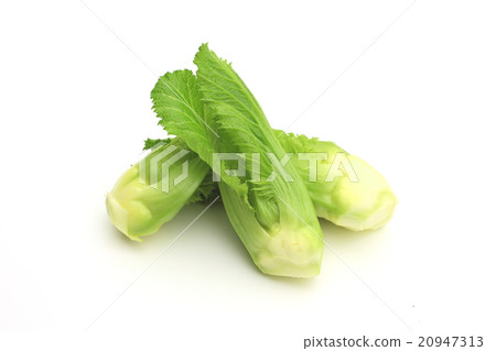 Shukutsubomi 20947313