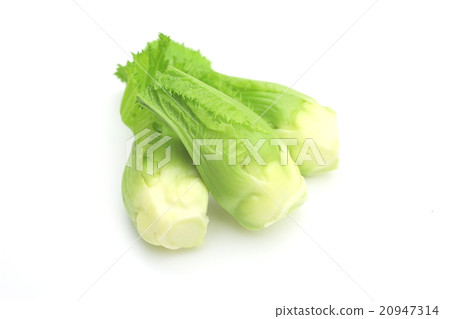 Shukutsubomi 20947314