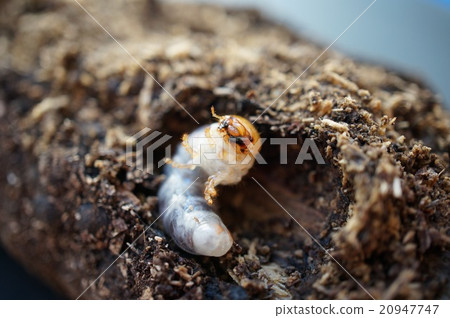 Kokuwagata larva 20947747