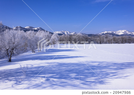 Morning of fog ice in Akan National Park 20947986