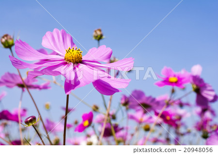 桃紅色波斯菊領域和天空 20948056