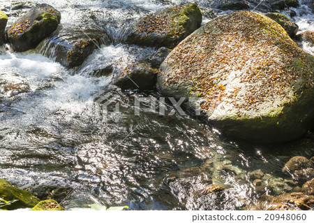 Flow of fallen leaves and Kikuchi Valley 20948060